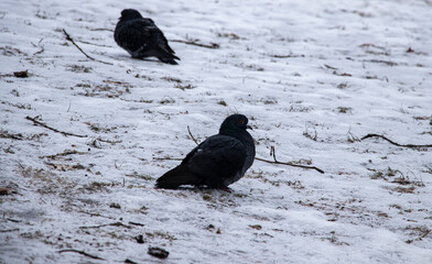 bird on the snow