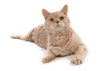 Obraz premium Fawn Golden Shaded Short Hair Selkirk Rex Cat