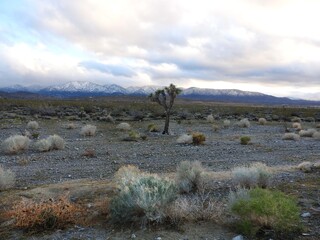 Beautiful view of the Mojave Desert, with the San Gabriel Mountains in the background, Antelope Valley, California.