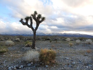 Beautiful view of the Mojave Desert, with the San Gabriel Mountains in the background, Antelope Valley, California.