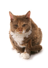 Cinnamon and White Short Hair Selkirk Rex Cat