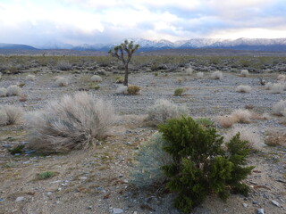 Beautiful view of the Mojave Desert, with the San Gabriel Mountains in the background, Antelope...
