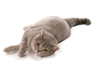 Blue Spotted British Shorthair Cat