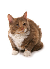 Cinnamon and White Short Hair Selkirk Rex Cat