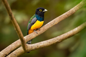 Naklejka premium Gartered trogon - Trogon caligatus also northern violaceous trogon, yellow and dark blue, green passerine bird, in forests Mexico, Central America, to Colombia, Ecuador Venezuela
