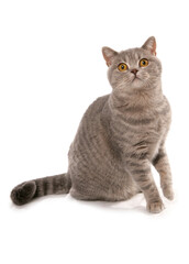 Obraz premium Blue Spotted British Shorthair Cat