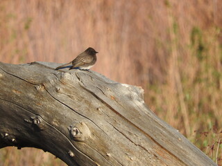A small black phoebe perched on a fallen tree in the San Bernardino Mountains, California.