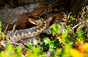 Snake, common viper basking in the sun, Kola Peninsula, Murmansk region, Russia.