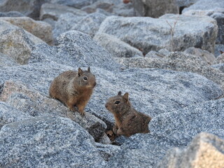 A pair of ground squirrels climbing around on granite rocks in San Bernardino County, California.