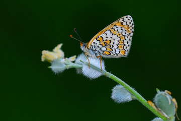 Macro shots, Beautiful nature scene. Closeup beautiful butterfly sitting on the flower in a summer garden.