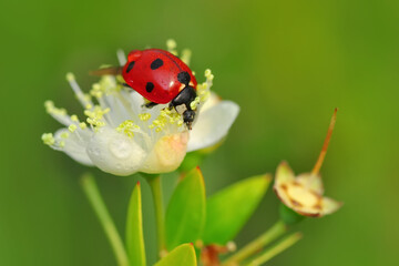Beautiful ladybug on leaf defocused background