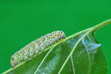 Macro shots, Beautiful nature scene. Close up beautiful caterpillar of butterfly  