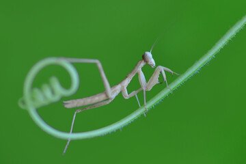 Close up of pair of Beautiful European mantis ( Mantis religiosa )