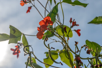Several blossoms of a scarlet runner bean and green foliage