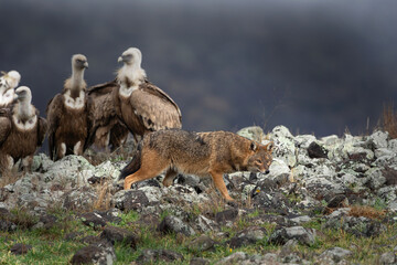 Naklejka na ściany i meble Golden jackal fighting between vultures. Jackal and griffon vultures in the Bulgarian Rhodope mountains. Carnivore during winter. European nature.
