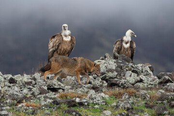 Golden jackal fighting between vultures. Jackal and griffon vultures in the Bulgarian Rhodope mountains. Carnivore during winter. European nature.