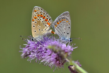 Macro shots, Beautiful nature scene. Closeup beautiful butterfly sitting on the flower in a summer garden.