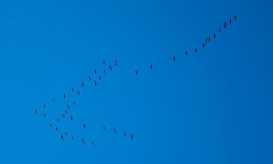 Vuelo en formación de gran cantidad de aves migratorias