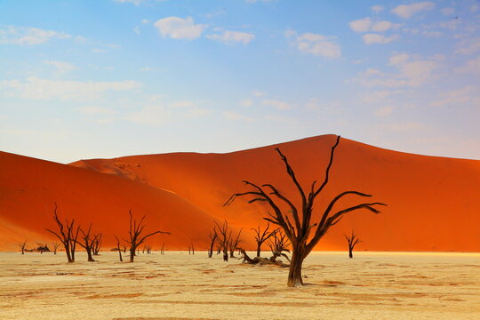 Bare Tree On Sand Dune Against Sky © gi cheong ku/EyeEm