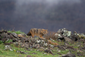 Golden jackal searching for food. Jackal moving in the Bulgaria mountains. Carnivore during winter. European nature.  