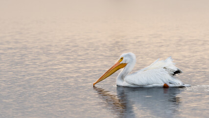 American white pelican swimming in a beautiful lake during golden sunset hour at Frank Lake, Alberta Canada. Large pelican floating in water wildlife background