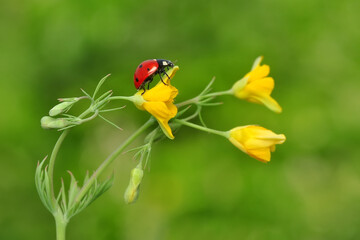 Beautiful ladybug on leaf defocused background