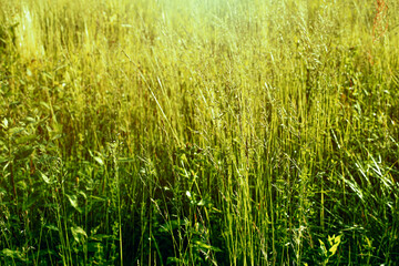 Green meadow during the summer.Meadow lit by sun.