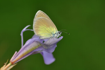Macro shots, Beautiful nature scene. Closeup beautiful butterfly sitting on the flower in a summer garden.