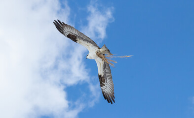 osprey flying with nesting materials