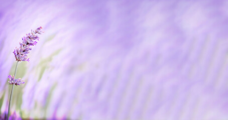 lavender flower isolated on a mauve and green background panoramic format, copy space panorama