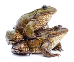 Fototapeta premium The frog is sitting on the frog.