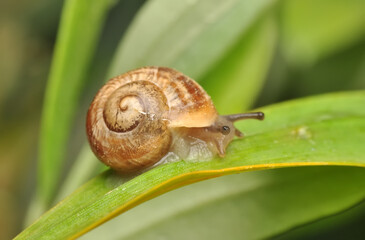 Close up  beautiful Snail in the garden