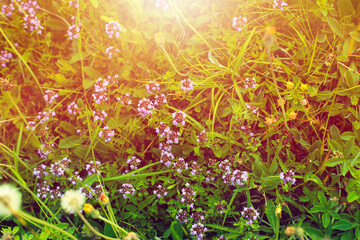 Wild thyme on the meadow in sumer.