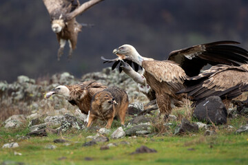 Golden jackal fighting between vultures. Jackal and griffon vultures in the Bulgarian Rhodope mountains. Carnivore during winter. European nature.