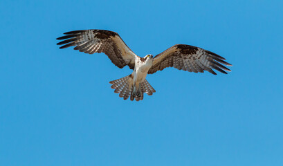 osprey in flight