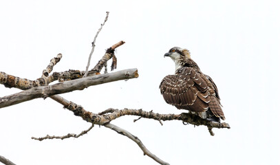 juvenile osprey in tree