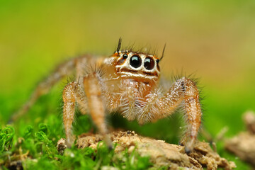 Close up  beautiful jumping spider  