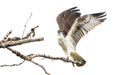 juvenile osprey taking flight