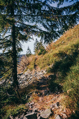 A close up of a hillside next to a tree