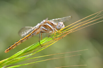 Macro shots, Beautiful nature scene dragonfly.   
