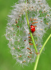 Beautiful ladybug on leaf defocused background