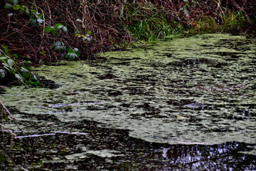 Surface of a pond covered with green water plants, England, UK