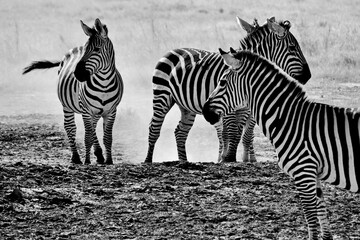Fototapeta na wymiar A herd of zebras stirring up dust in the afternoon sun, as their herd grazes.