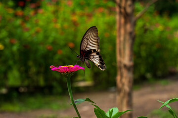 Fototapeta premium Monarch orange butterfly and bright summer flowers on a background of blue foliage in a fairy garden. Macro artistic image.