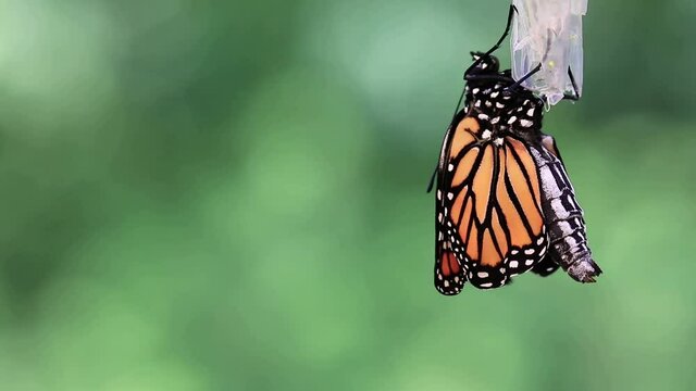 Newly emerged Monarch, Danaus plexippuson, dries wings on chrysalis 222x