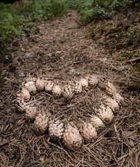 fir cone heart on the ground