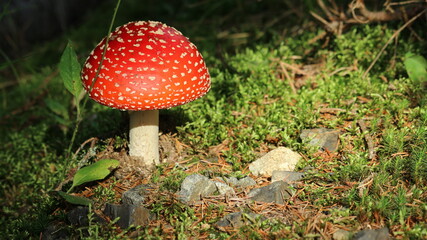 red mushroom in the forest