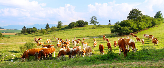 Cow herd on the meadow with hunter tower in the background. Liptov panorama - Low Tatras (Nizke...