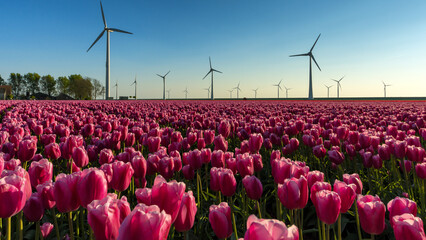 Tulip field contrasting with a wind turbine farm, in a polder. Tradition versus Modern, Nature vs Technology