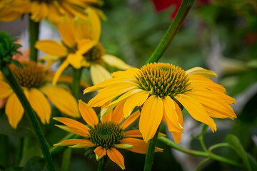 Yellow echinacea flowers in the garden, Coneflowers